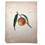 Lush Scabbed Peach: 19th C. British Theorem on Paper