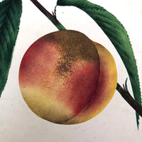 Lush Scabbed Peach: 19th C. British Theorem on Paper