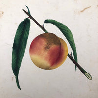 Lush Scabbed Peach: 19th C. British Theorem on Paper