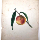 Lush Scabbed Peach: 19th C. British Theorem on Paper