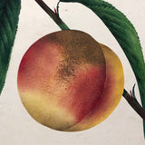 Lush Scabbed Peach: 19th C. British Theorem on Paper