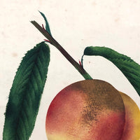 Lush Scabbed Peach: 19th C. British Theorem on Paper