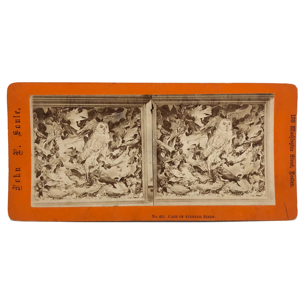 Case of Stuffed Birds, Striking and Evocative Albumen Stereoview. c. 1870, John Soule, Boston