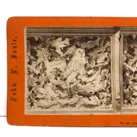 Case of Stuffed Birds, Striking and Evocative Albumen Stereoview. c. 1870, John Soule, Boston