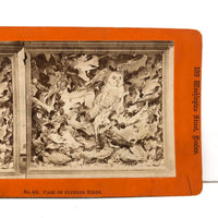 Case of Stuffed Birds, Striking and Evocative Albumen Stereoview. c. 1870, John Soule, Boston