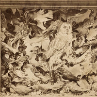 Case of Stuffed Birds, Striking and Evocative Albumen Stereoview. c. 1870, John Soule, Boston
