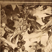 Case of Stuffed Birds, Striking and Evocative Albumen Stereoview. c. 1870, John Soule, Boston