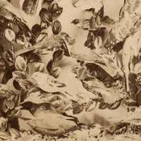Case of Stuffed Birds, Striking and Evocative Albumen Stereoview. c. 1870, John Soule, Boston