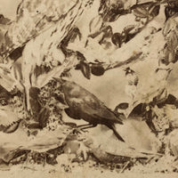 Case of Stuffed Birds, Striking and Evocative Albumen Stereoview. c. 1870, John Soule, Boston