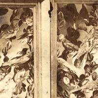 Case of Stuffed Birds, Striking and Evocative Albumen Stereoview. c. 1870, John Soule, Boston