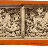 Case of Stuffed Birds, Striking and Evocative Albumen Stereoview. c. 1870, John Soule, Boston