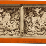Case of Stuffed Birds, Striking and Evocative Albumen Stereoview. c. 1870, John Soule, Boston