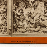 Case of Stuffed Birds, Striking and Evocative Albumen Stereoview. c. 1870, John Soule, Boston