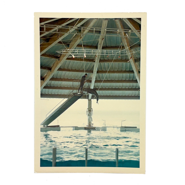 Iconic Feeling 1968 Seaworld-Type Dolphin Show Kodak Snapshot (With Man in White Coat)