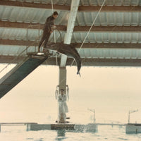 Iconic Feeling 1968 Seaworld-Type Dolphin Show Kodak Snapshot (With Man in White Coat)
