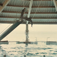 Iconic Feeling 1968 Seaworld-Type Dolphin Show Kodak Snapshot (With Man in White Coat)