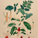 Mary Penny's Lovely and Lyrical Fuchsia Flowers Watercolor,  Early 1900s