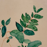 Mary Penny's Lovely and Lyrical Fuchsia Flowers Watercolor,  Early 1900s