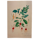 Mary Penny's Lovely and Lyrical Fuchsia Flowers Watercolor,  Early 1900s