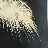 Black Sky, Exploding Fireworks, Gorgeous Earlier 20th Century Silver Print