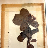Charming C. 1930s Herbarium, 20 Specimens Preserved Under Wraps with Handwritten Descriptions