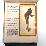 Charming C. 1930s Herbarium, 20 Specimens Preserved Under Wraps with Handwritten Descriptions
