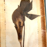 Charming C. 1930s Herbarium, 20 Specimens Preserved Under Wraps with Handwritten Descriptions