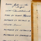 Charming C. 1930s Herbarium, 20 Specimens Preserved Under Wraps with Handwritten Descriptions