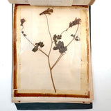 Charming C. 1930s Herbarium, 20 Specimens Preserved Under Wraps with Handwritten Descriptions