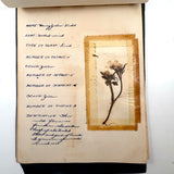 Charming C. 1930s Herbarium, 20 Specimens Preserved Under Wraps with Handwritten Descriptions