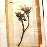 Charming C. 1930s Herbarium, 20 Specimens Preserved Under Wraps with Handwritten Descriptions