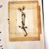 Charming C. 1930s Herbarium, 20 Specimens Preserved Under Wraps with Handwritten Descriptions