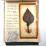 Charming C. 1930s Herbarium, 20 Specimens Preserved Under Wraps with Handwritten Descriptions