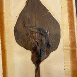 Charming C. 1930s Herbarium, 20 Specimens Preserved Under Wraps with Handwritten Descriptions