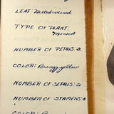 Charming C. 1930s Herbarium, 20 Specimens Preserved Under Wraps with Handwritten Descriptions
