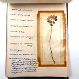 Charming C. 1930s Herbarium, 20 Specimens Preserved Under Wraps with Handwritten Descriptions