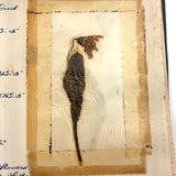 Charming C. 1930s Herbarium, 20 Specimens Preserved Under Wraps with Handwritten Descriptions
