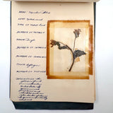 Charming C. 1930s Herbarium, 20 Specimens Preserved Under Wraps with Handwritten Descriptions