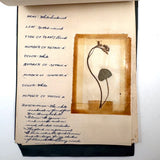 Charming C. 1930s Herbarium, 20 Specimens Preserved Under Wraps with Handwritten Descriptions