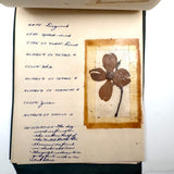 Charming C. 1930s Herbarium, 20 Specimens Preserved Under Wraps with Handwritten Descriptions