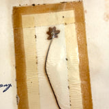 Charming C. 1930s Herbarium, 20 Specimens Preserved Under Wraps with Handwritten Descriptions