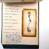 Charming C. 1930s Herbarium, 20 Specimens Preserved Under Wraps with Handwritten Descriptions