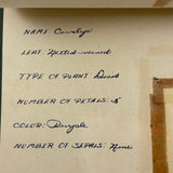 Charming C. 1930s Herbarium, 20 Specimens Preserved Under Wraps with Handwritten Descriptions