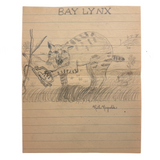 Bay Lynx (with trapped claw),  Ruth Reynold 1930s Graphite Drawing
