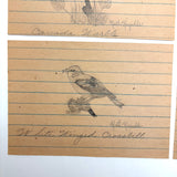 Ruth Reynold's Six Sweet Bird Drawings