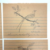 Ruth Reynold's Six Sweet Bird Drawings