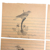 Ruth Reynold's Six Sweet Bird Drawings