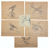 Ruth Reynold's Six Sweet Bird Drawings