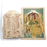 E J Stanley Early 20th C. Anatomical Flip Diagram - Chart 2, Female
