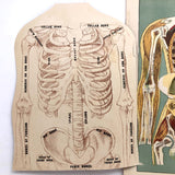 E J Stanley Early 20th C. Anatomical Flip Diagram - Chart 2, Female